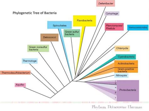 PPT - Phylogenetic Tree of Bacteria PowerPoint Presentation, free download - ID:2132303