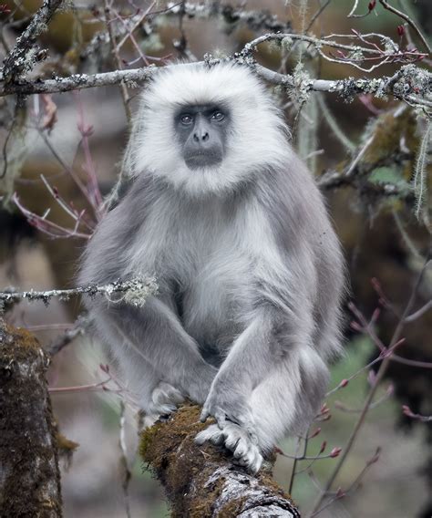 Nepal gray langur (Semnopithecus schistaceus) | Morten Ross