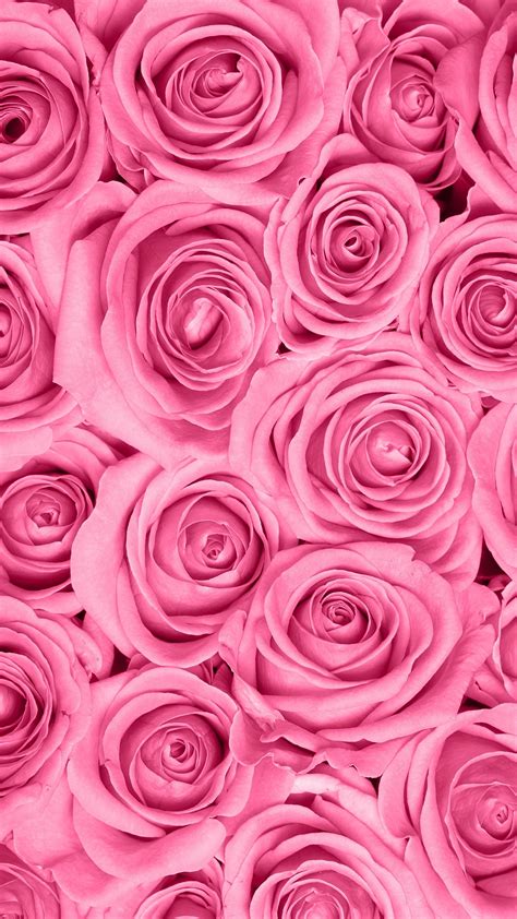 Background Pictures Of Roses | Background Wallpaper