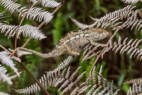 Chameleons’ Craziest Color Changes Aren’t for Camouflage