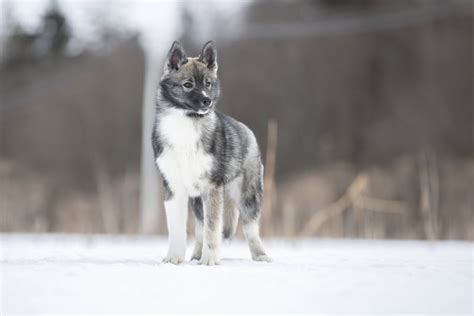 10 Rarest Siberian Husky Coat Colors and Patterns - Rarest.org