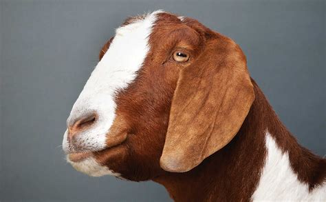 Which Goat Is Right for You? - Modern Farmer