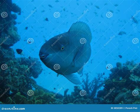 Smiling fish stock image. Image of fellow, beautiful, sand - 3850289