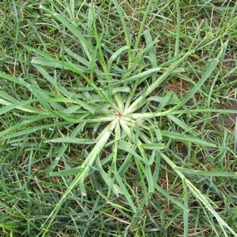 Quackgrass vs. Crabgrass - Green Lawn Fertilizing