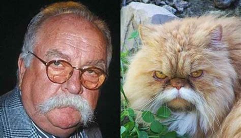 5 Uncanny Wilford Brimley Cat Photos