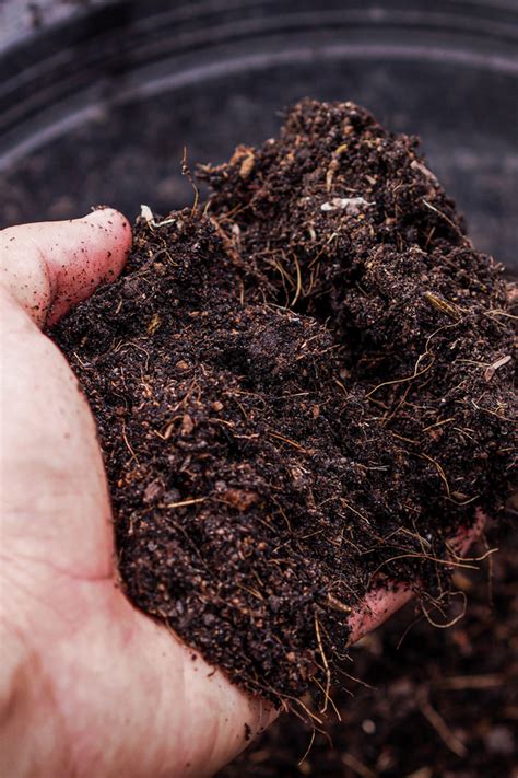 How To Create The Best Organic Potting Soil For Vegetables