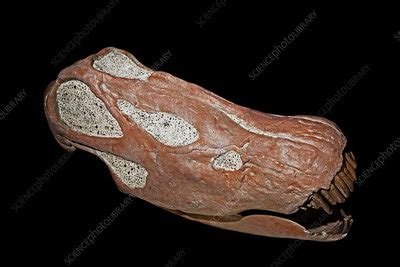 Diplodocus skull - Stock Image - C043/5927 - Science Photo Library