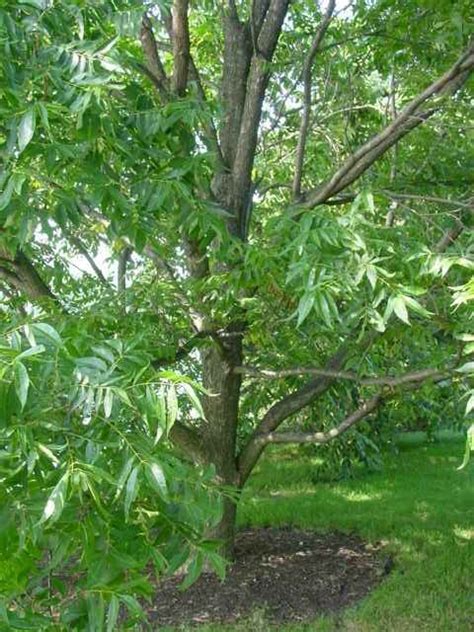 Pecan Tree Photos, Great Pecan Tree Pictures