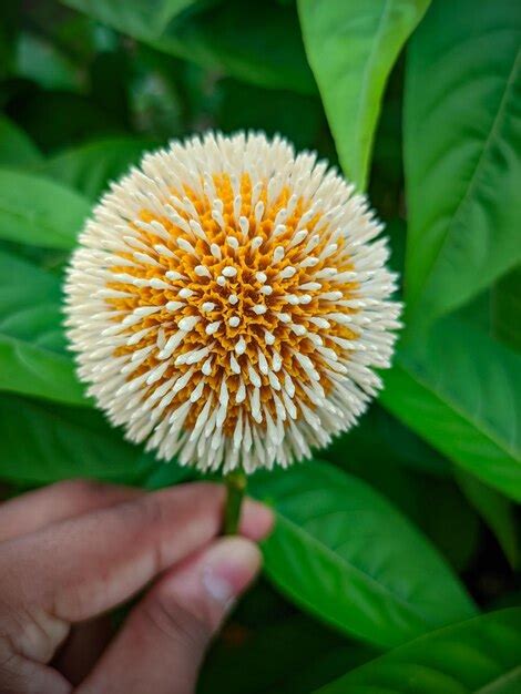 Premium Photo | Kadamba flower