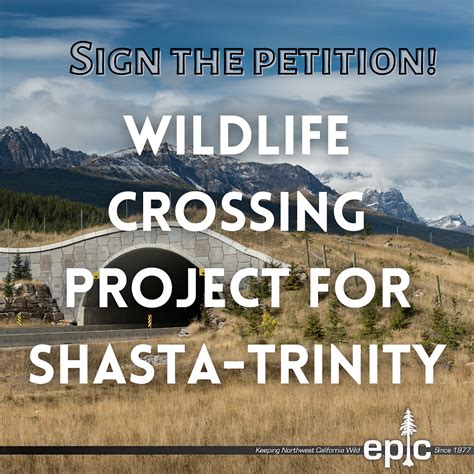 Sign the Petition: Protect Wildlife Connectivity with the Shasta-Trinity Wildlife Crossing Project!