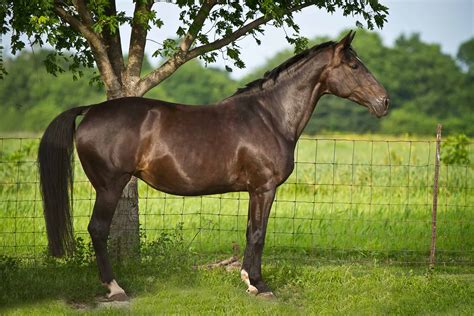 5 Of The Most Expensive Horse Breeds In The World