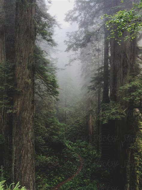 "Foggy Forest Trail" by Stocksy Contributor "Kevin Russ" - Stocksy