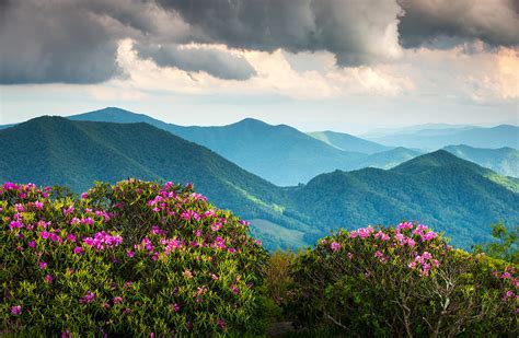 Blue Ridge Appalachian Mountain Peaks And Spring Rhododendron Flowers ...