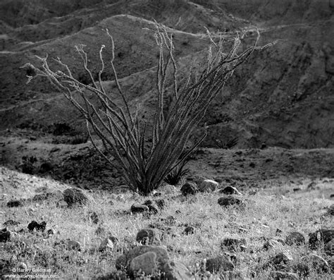 The Ocotillo | Mecca Hills, California | Landscape mountain and desert ...