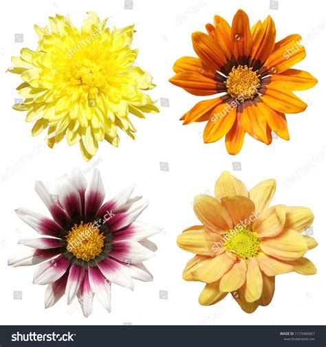 Four Flowers Isolated On White Background Stock Photo 1173466867 | Shutterstock