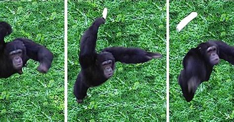 Poop-Throwing Chimps Provide Hints of Human Origins | WIRED