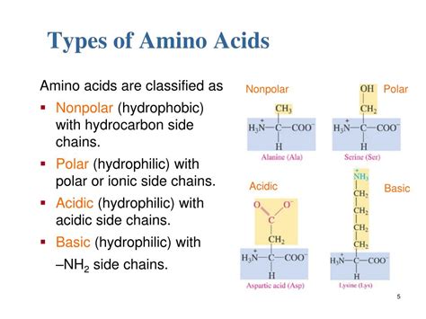 Amino Acids