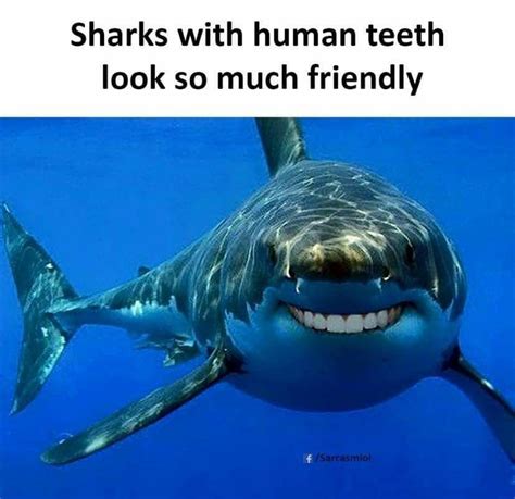 Pin by Jennifer Booth on Dental humor | Sharks with human teeth, Memes ...