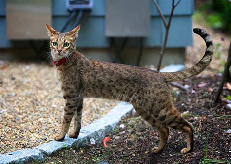 7 Cat Breeds That Look Like Wild Animals