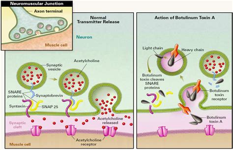 Toxins | Free Full-Text | Sensing the Deadliest Toxin: Technologies for ...