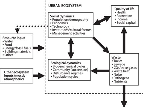 1. Conceptual diagram of an urban ecosystem showing interrelationships... | Download Scientific ...