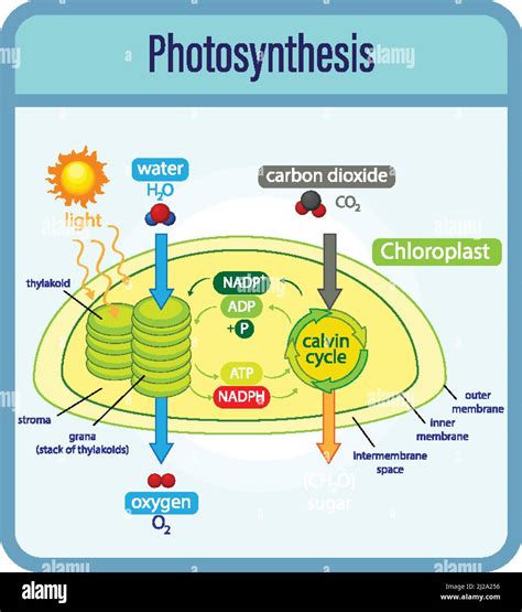 Diagram showing process of photosynthesis with plant and cells illustration Stock Vector Image ...