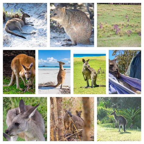 Discover the 73 Unique Species of Kangaroos: From Giants to Tiny Hoppers! - Lucky Kangaroos