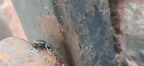 what is the specie of this weevil? : r/weeviltime