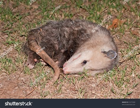 Possum Playing Dead At Night Stock Photo 91271939 : Shutterstock