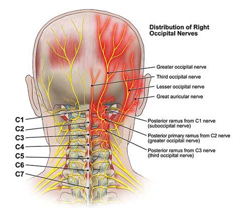 Greater Occipital Nerve And Artery