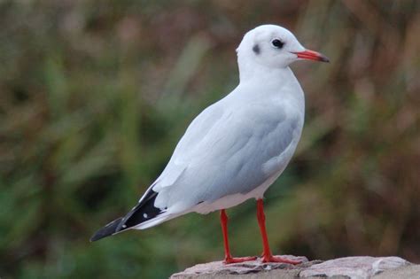 Black-headed Gull Grafham Water, Cambridgeshire, England 2012 | Bird pictures, Bird species ...