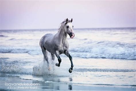 Dreamy Sunset Beach | Horses, Beautiful horses, Horse pictures