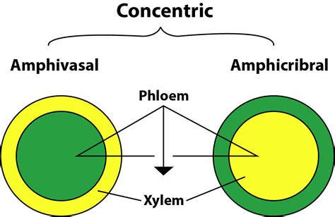 Amphivasal vascular bundles are found in(a)Cycas and Dryopteris(b)Dracaena and Yucca(c ...