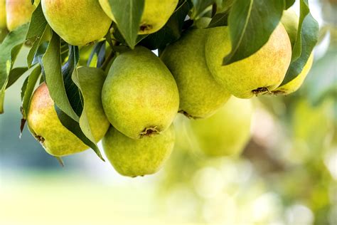 Plant, Grow, and Prune a Pear Tree: Harvest to Plate