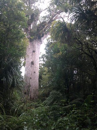 Footprints Waipoua (Waipoua Forest) - 2020 All You Need to Know Before You Go (with Photos ...