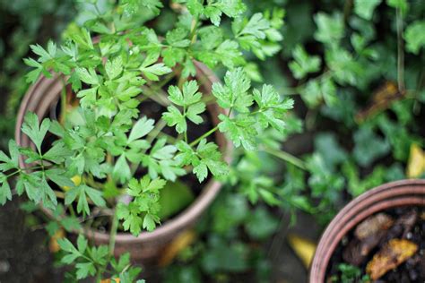 How To Grow Cilantro Indoors | Harper's Nurseries