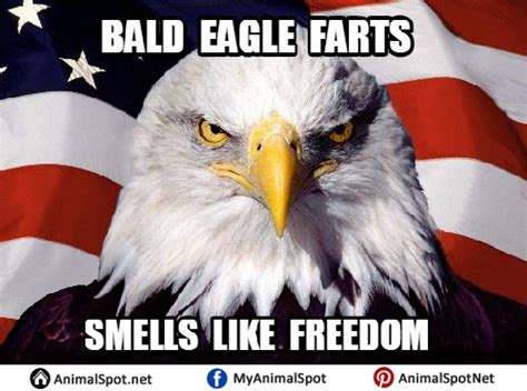 Bald Eagle Memes