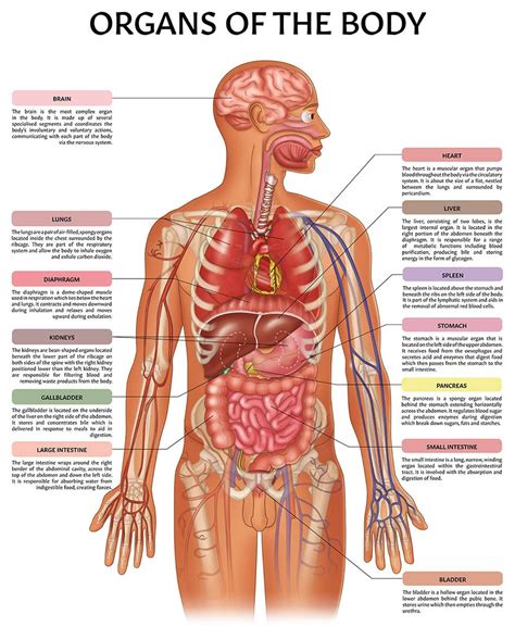 Free Printable Human Anatomy Diagrams - Printable JD