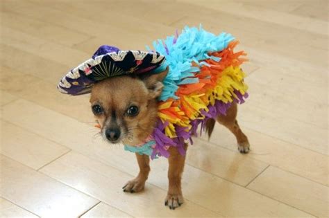 The Perfect Halloween Costume for a Little Chihuahua - Neatorama