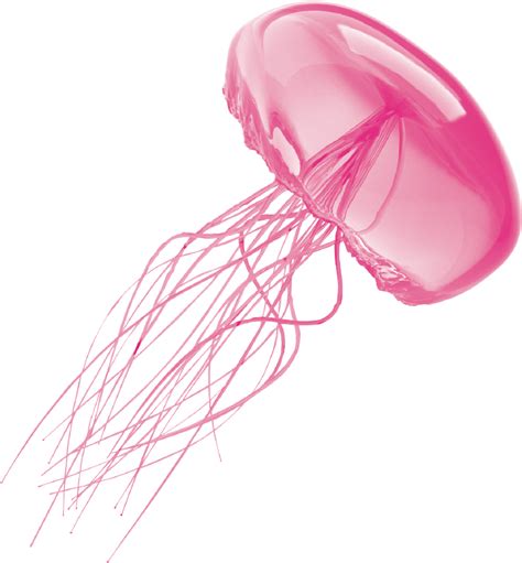 Jellyfish Transparent Background | PNG Mart