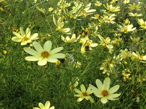 Coreopsis 'Moonbeam' for sale | Shop Stuart's – Stuart's Landscaping ...