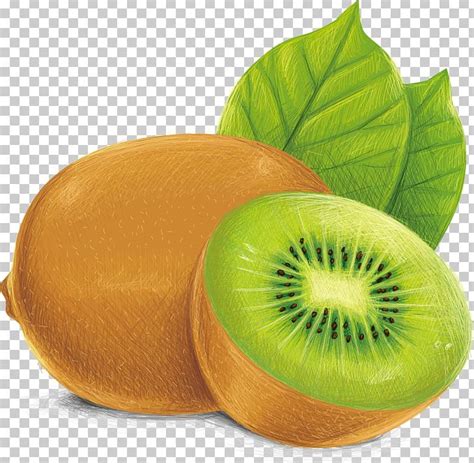 Kiwifruit Vecteur Illustration PNG, Clipart, Cartoon Fruit, Cartoon Kiwi, Drawing, Euclidean ...