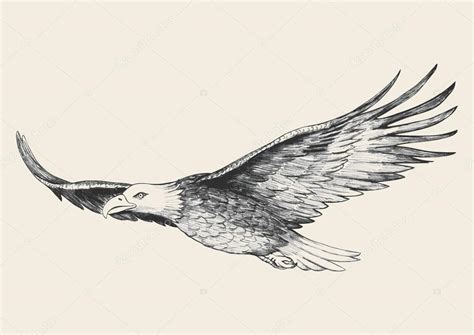 Soaring Eagle Sketch Stock Vector Image by ©rudall30 #65409745