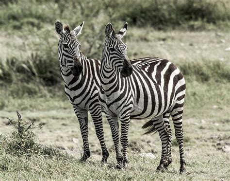 Are Zebras White with Black Stripes or Black with White Stripes? | Britannica