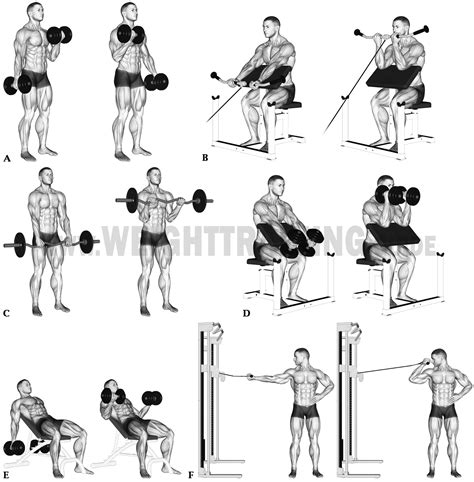 Muscles activated by elbow-flexion exercises | Muscle Activation Guide