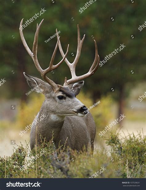 Mule Deer Buck Huge Antlers Profile Stock Photo 107539631 | Shutterstock