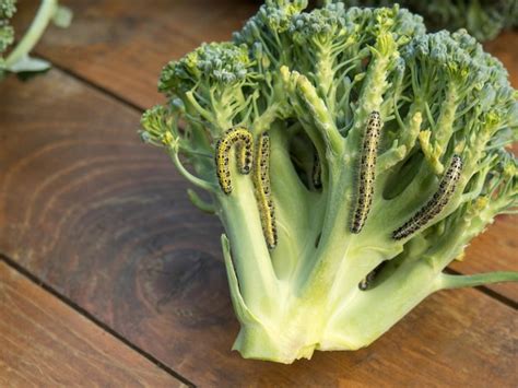 Premium Photo | Caterpillars of cabbage butterfly larvae eat cabbage ...