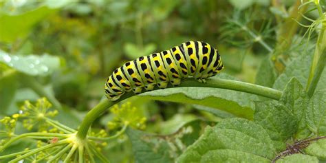 Larval Host Plants of Selected Lepidoptera (e.g. Butterflies, Moths ...