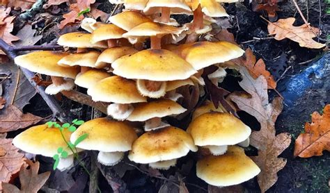 Is The Honey Fungus Edible? - MushroomStalkers