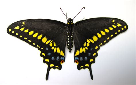 Mother Earth: "LIFE CYCLE" of the SWALLOWTAIL BUTTERFLY